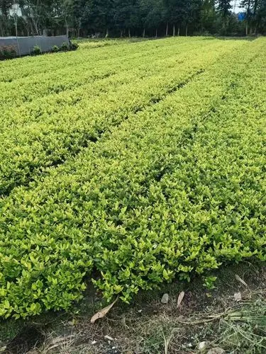 网球拍上的连线器怎么取